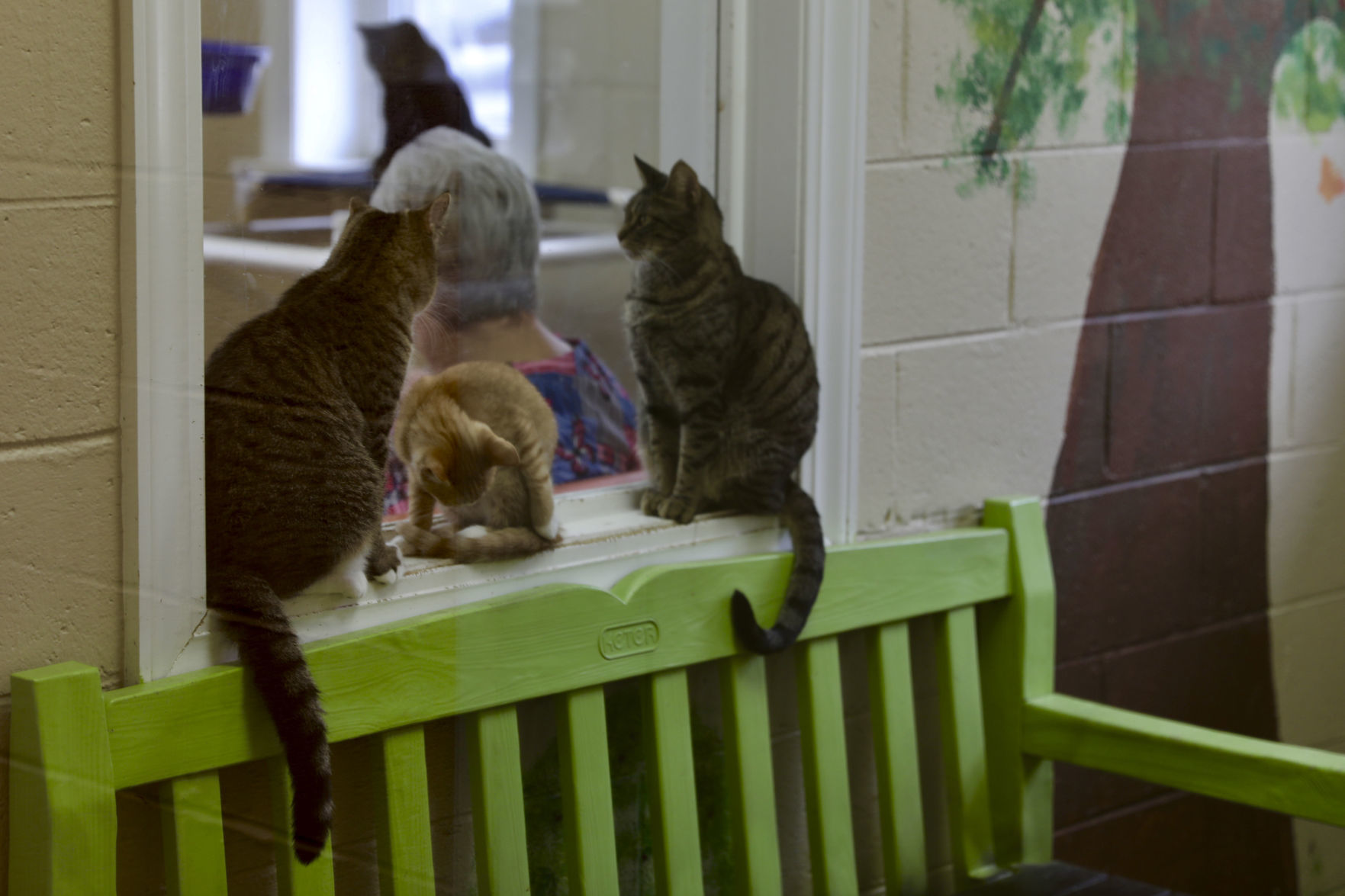 Orangeburg County Animal Shelter